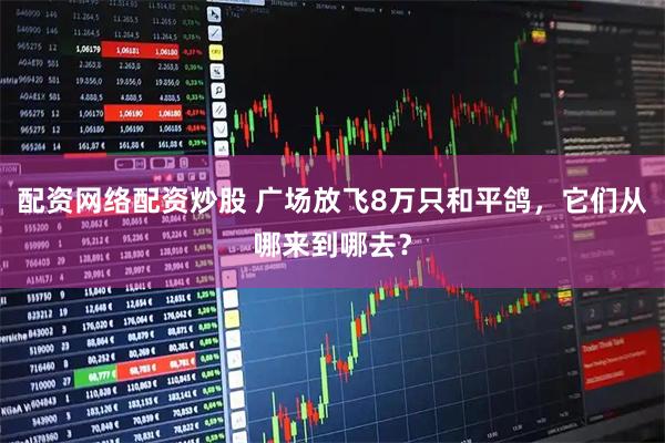 配资网络配资炒股 广场放飞8万只和平鸽，它们从哪来到哪去？